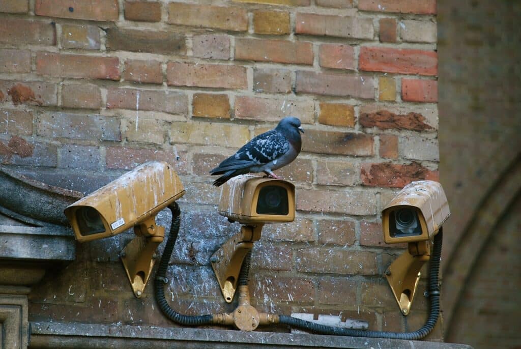 camera, spy, pigeon